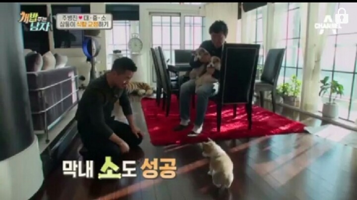 [개밥주는남자] 웰시코기 삼둥이 대중소 식탐고치기 (feat.갓형욱) | 인스티즈