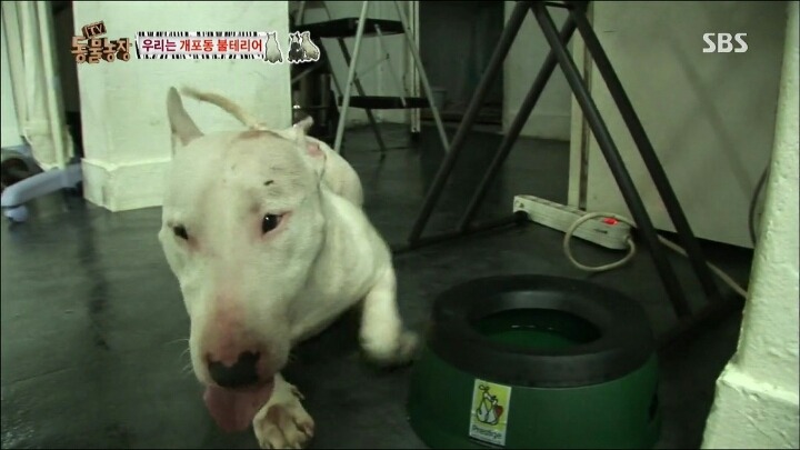 주인이 100％ 노린 이름 | 인스티즈