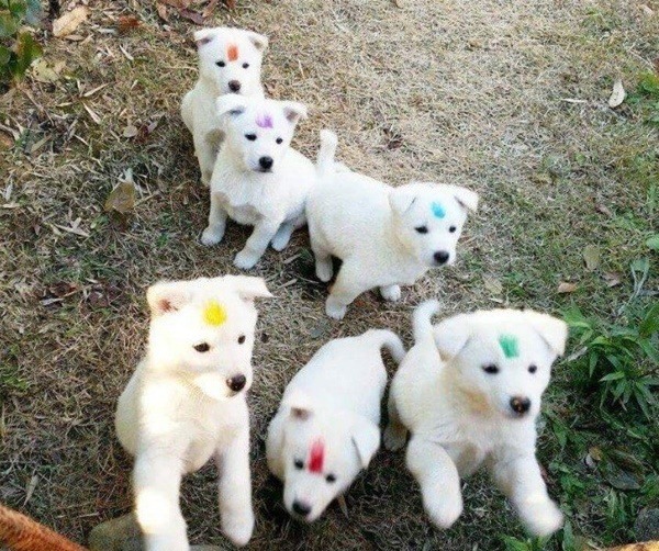 시골 할머니의 강아지 구분법.jpg | 인스티즈