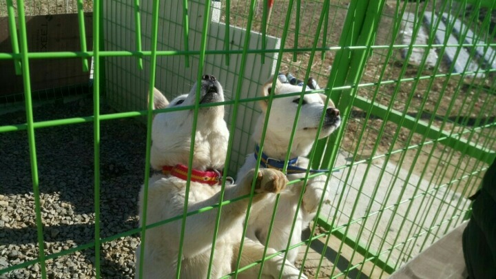 개소주가 되어 주인품으로 돌아온 매실이. 매실이는 이쁘고 영리하지만 겁도많은 소중한 가족이었습니다 | 인스티즈