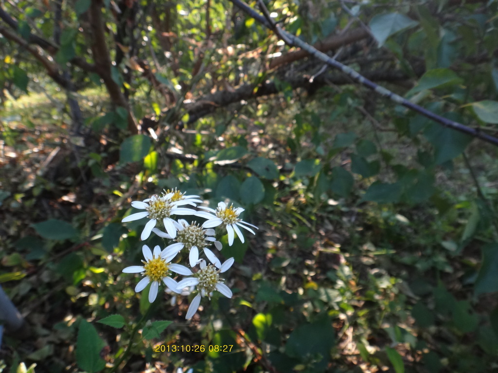 산박하(야생화) 이미지