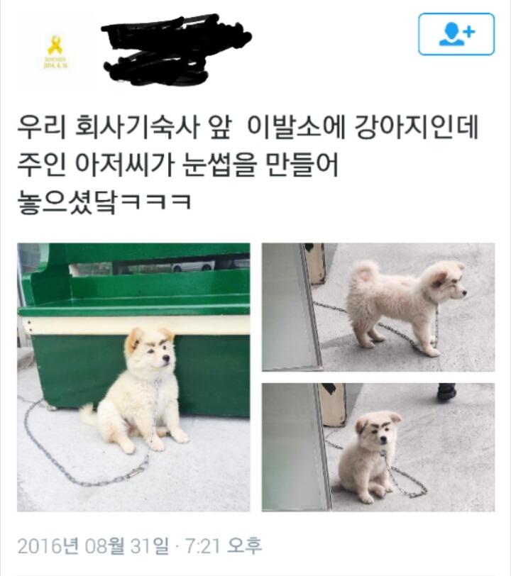 이발소 강아지 | 인스티즈
