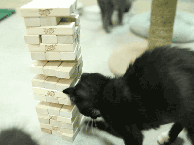 젠가 좀 해본 고양이 .GIF | 인스티즈