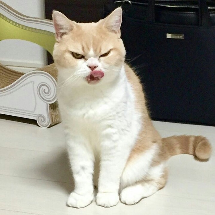 한국의 집사들은 지위가 높은 편입니다 | 인스티즈