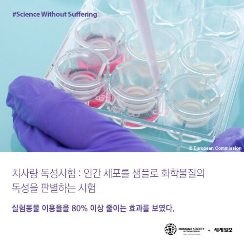[필수!] 동물실험반대서명 하고가세요!!! 당신의 한서명이 몇천 몇만마리의 동물들을 살립니다!!! 서명하고 하는일마다 잘풀리는 복받아가세요~!! | 인스티즈