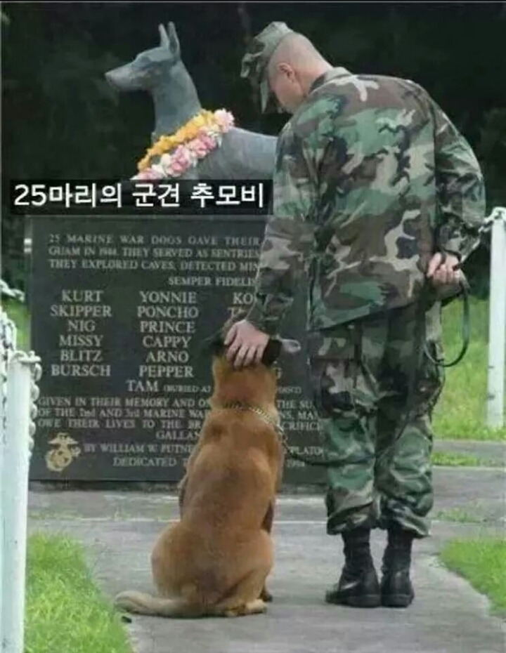 강아지들을 키우고 싶은 이유 | 인스티즈