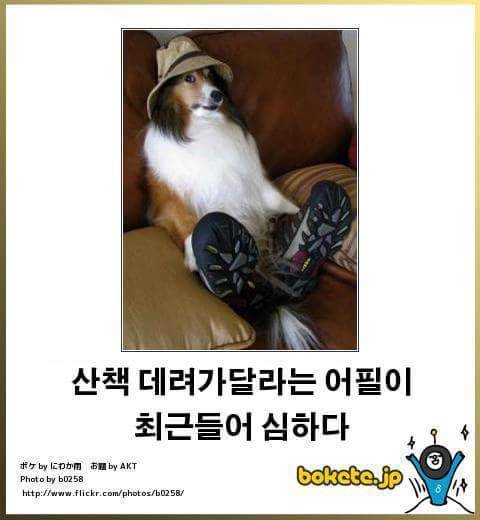 고양이 제목 학원 | 인스티즈