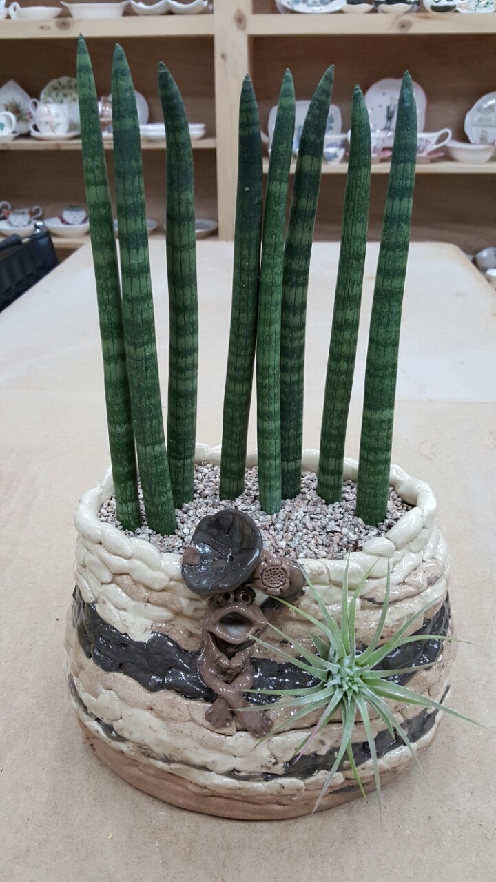 다육이야기 이미지