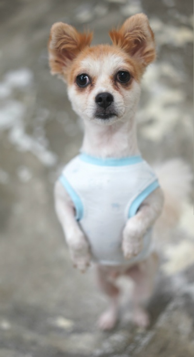 뷰토 이미지