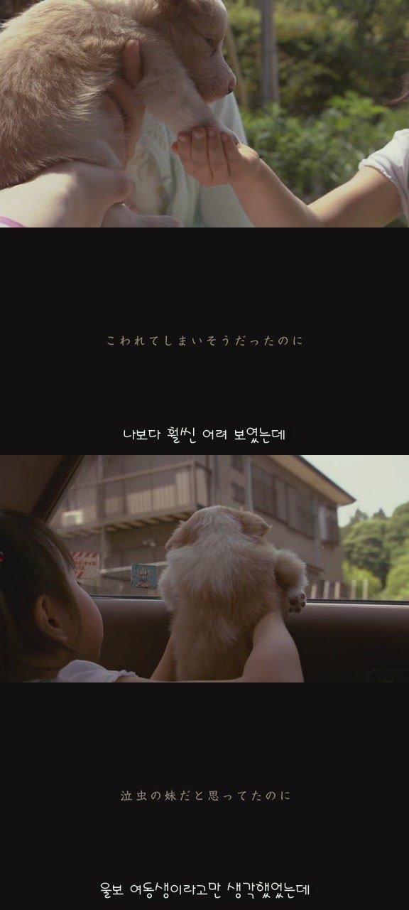 강아지의 삶 | 인스티즈