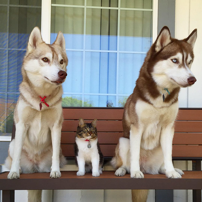 3마리의 허스키들과 친구가 된 냥이.jpg | 인스티즈