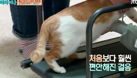 [마리와나] 뚱보냥 호동이 다이어트 시키기 (feat.먼지) | 인스티즈