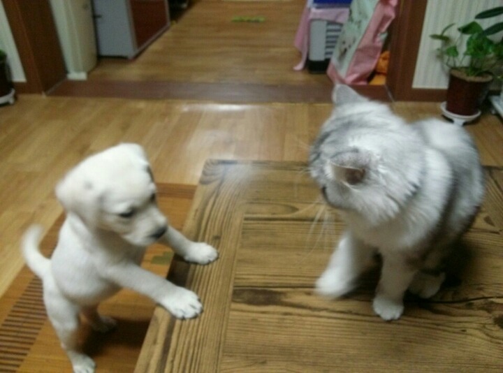 쮸 이미지