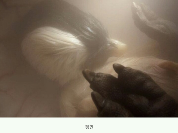 동물들이 어미에게서 나오기 전 | 인스티즈