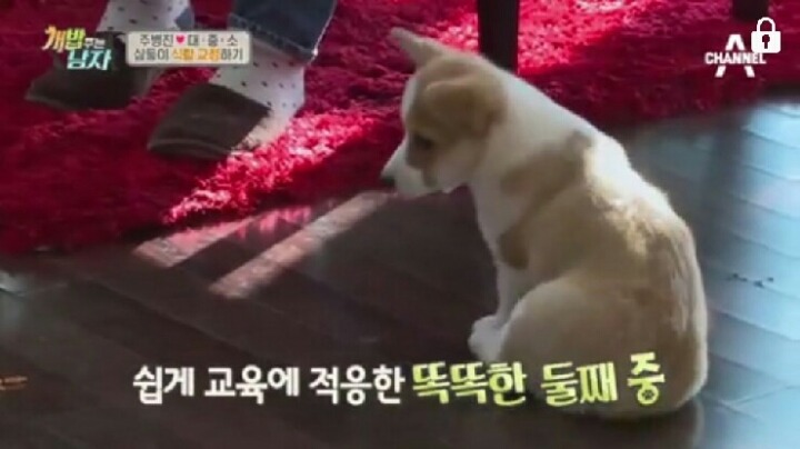 [개밥주는남자] 웰시코기 삼둥이 대중소 식탐고치기 (feat.갓형욱) | 인스티즈