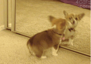 짧은 다리가 매력적인 웰시코기.gif | 인스티즈