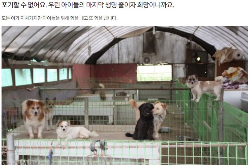[같이가치모금(달성률87％)] 내사랑바둑이 사설유기동물보호소가 230여마리의 동물들에게 먹일 사료가 부족해 사료비 모금을 하고 있어요 | 인스티즈