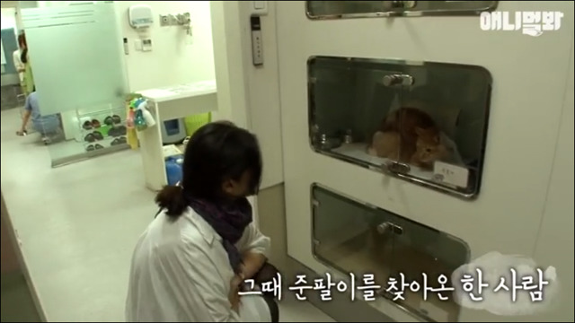 거식증 걸린 고양이 준팔이 그후 | 인스티즈