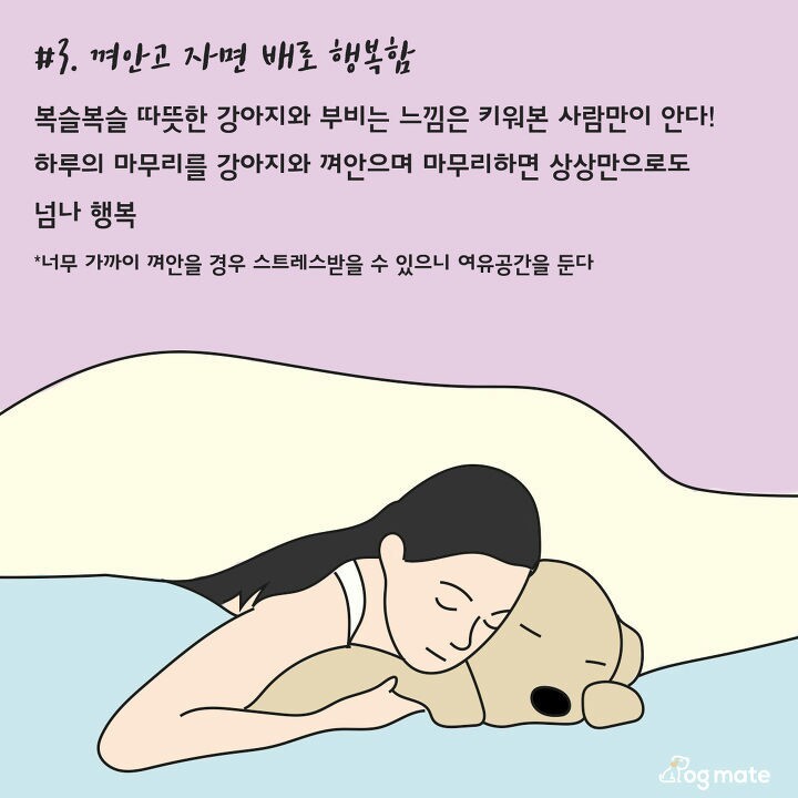 강아지와 침대에서 함께 자면 좋은이유 7가지 | 인스티즈