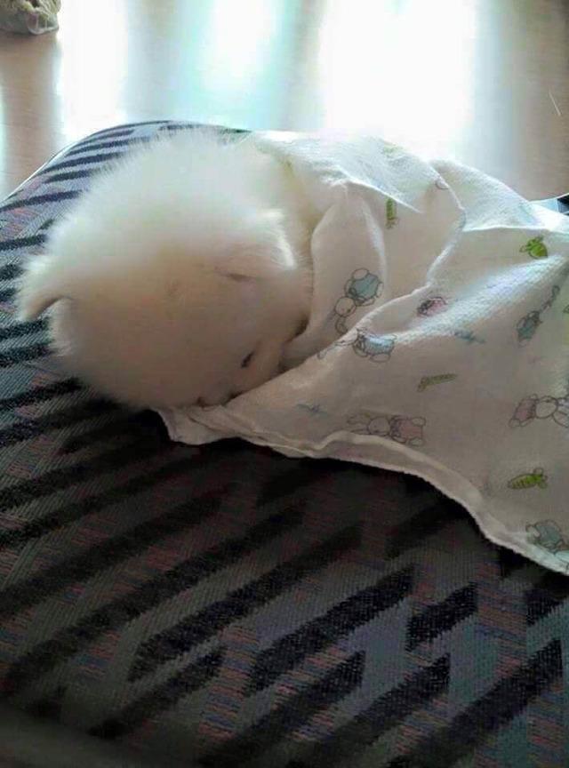 온지 이미지