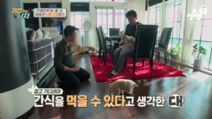 [개밥주는남자] 웰시코기 삼둥이 대중소 식탐고치기 (feat.갓형욱) | 인스티즈