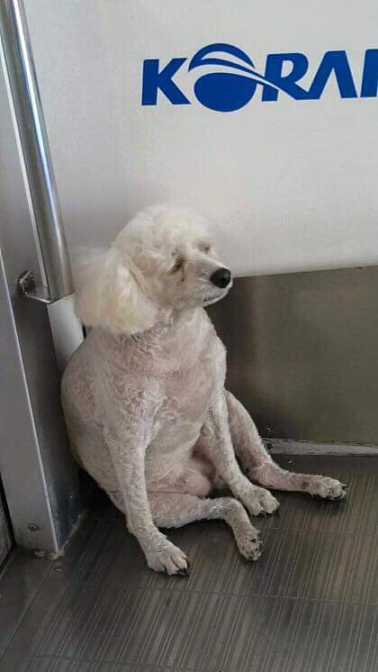 경인선 혼자탄 강아지.jpg | 인스티즈