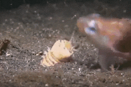 갯지렁이의 사냥.gif | 인스티즈