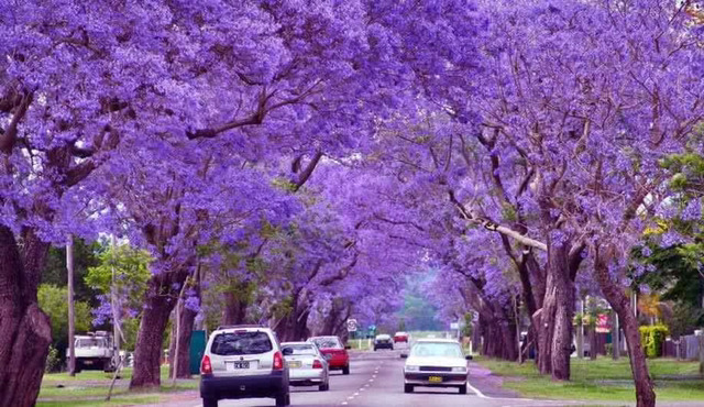 호주에 핀다는 보라색 벚꽃.jpg | 인스티즈