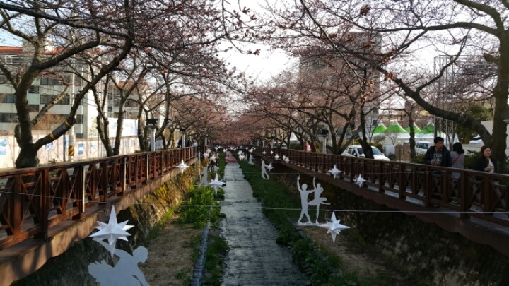 미리가 본 진해 군항제 | 인스티즈