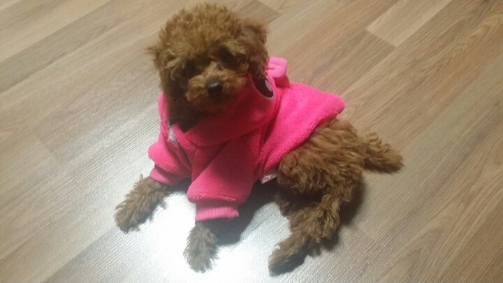 핑크토끼 이미지