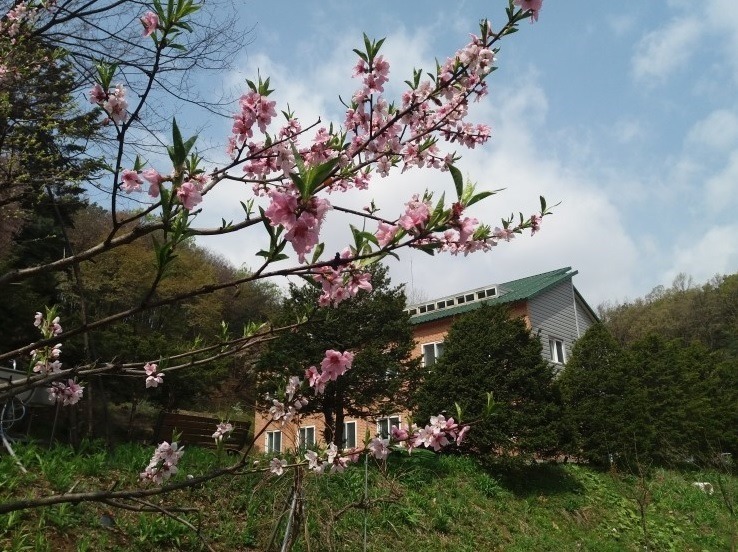 봄 이미지