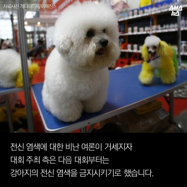 강아지가 도화지야? | 인스티즈