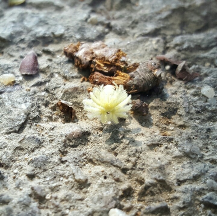 정답은꽃 이미지