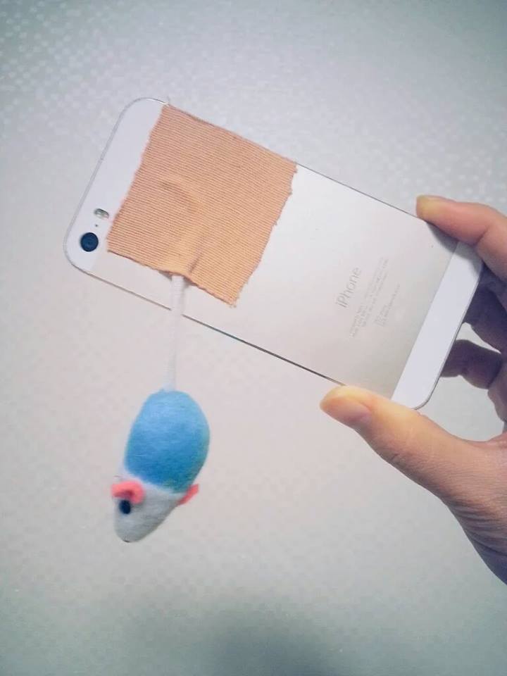 고양이 얼빡샷 찍는법.jpg | 인스티즈