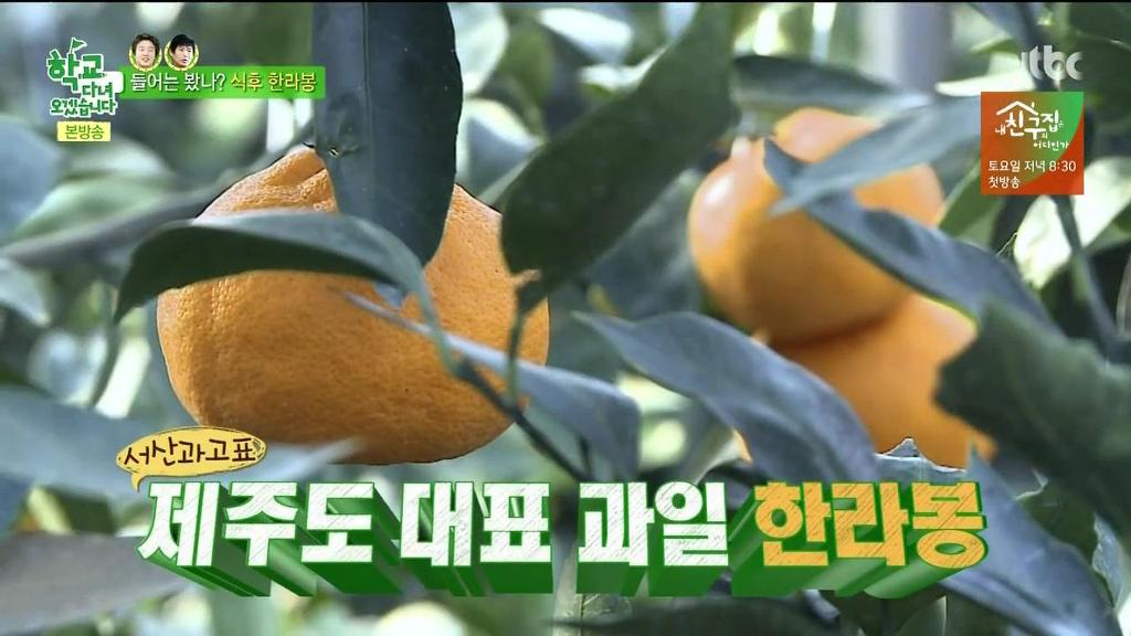 한라봉도 착하게 먹는 김희원 | 인스티즈