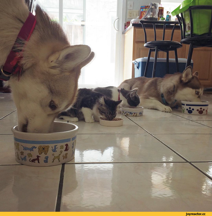 허스키와 고양이.jpg | 인스티즈