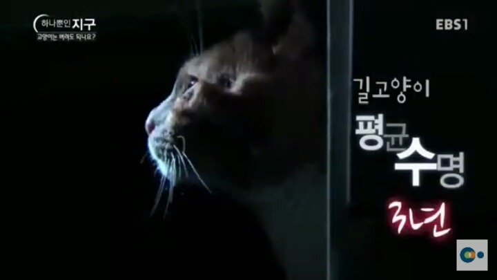 고양이는 버려도 되나요? | 인스티즈