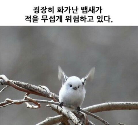 귀염둥이 뱁새 실물 | 인스티즈