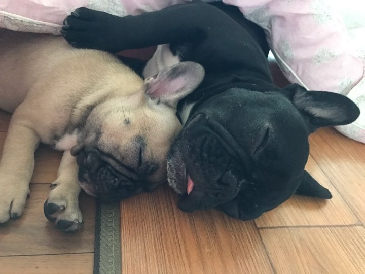 도담이 이미지