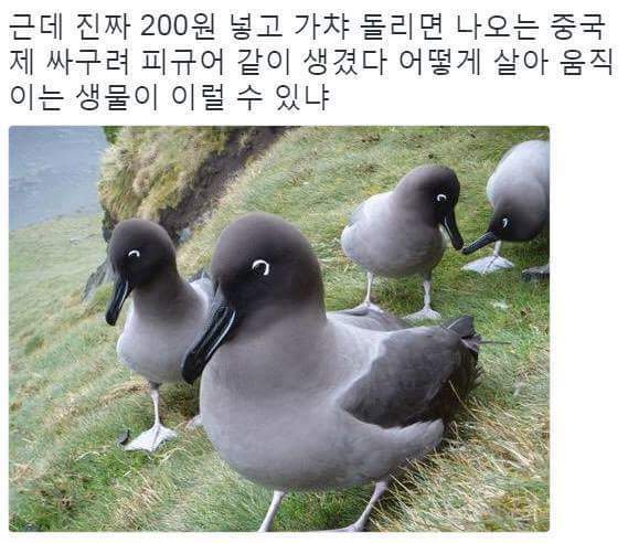 실없게 생긴 생물.jpg(feat 가챠) 조류주의 | 인스티즈
