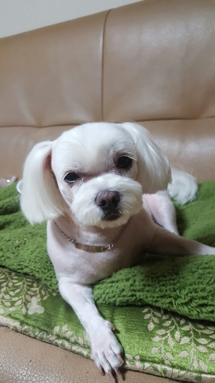 알리에 이미지