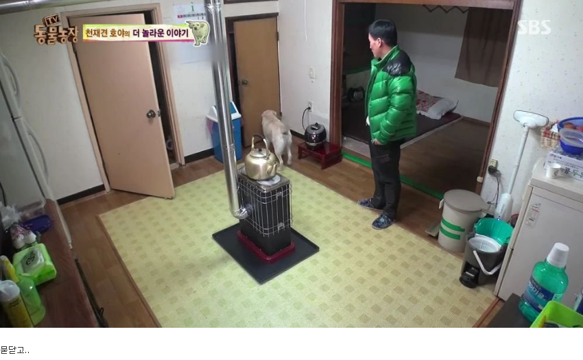 동물농장 완전 똑똑한 멍멍이 | 인스티즈