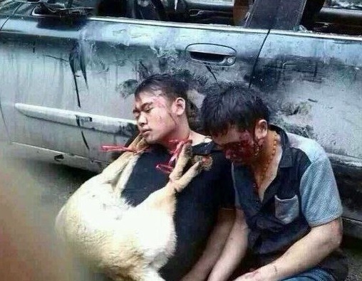 중국에서 잡힌 개도둑 | 인스티즈