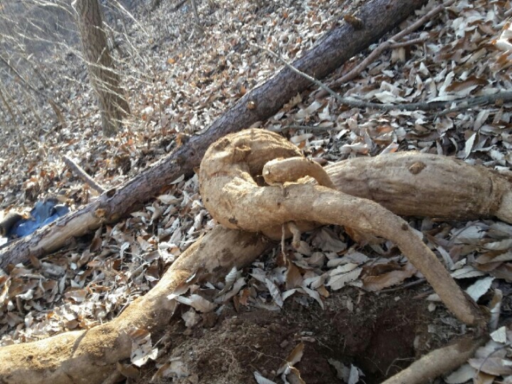 산골건강원 이미지