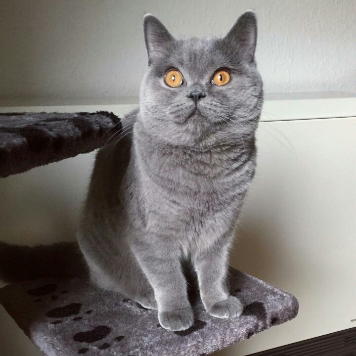 영국 토종고양이 | 인스티즈