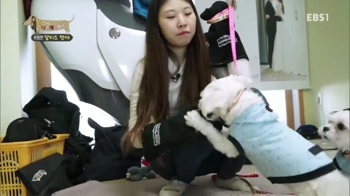 [세나개] 공격적인 반려견이 되는 이유 1부.jpg | 인스티즈