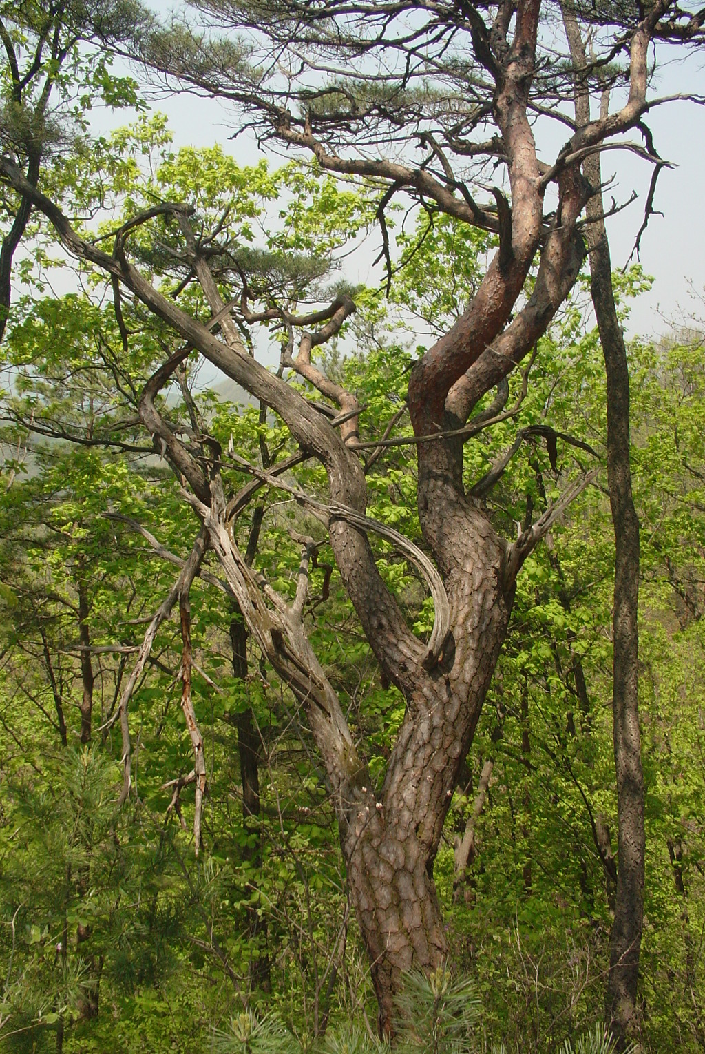 삼성봉(440m) 이미지