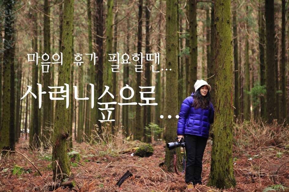 사려니숲 이미지