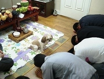 명절이나 제사때 개키우는집 공감.jpg | 인스티즈