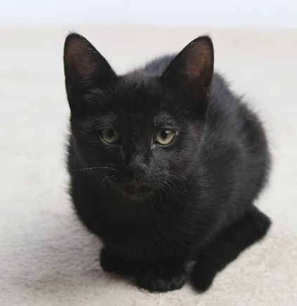 길에서 한번 쯤 마주쳤던 고양이 코 리 안 숏 헤 어! | 인스티즈